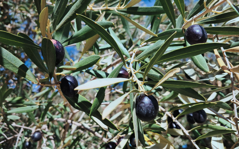 Un Savoir-Faire Familial